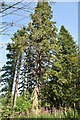 Tall conifers, Duncraig estate in IV52 8UA