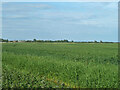 Wheat field east of Ashentree Lane in TN29 9TP