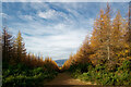Forestry road near Breachloch in IV7 8GY
