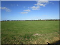 Grass field, Mark Moor in TA9 4AX