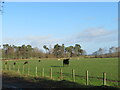Cattle grazing at Upper Huntlywood in TD4 6BB