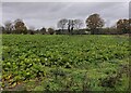 Farmland next to the B4463 in Sherbourne