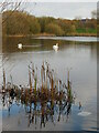 Swans at Allerton Bywater in WF10 2EF