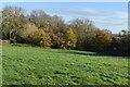 Grassy slope above Hoblingwell Wood in BR5 2SP