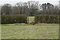 Footpath through hedge in RH6 9NS