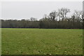 Pasture by Burstow Stream in RH6 9NS