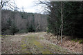 Track through Drum Wood in PH1 4PX