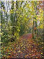 Track in Capstone Country Park, Gillingham in ME7 3EX
