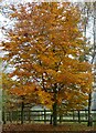 Beech tree, Capstone Country Park, Gillingham in ME7 3QU