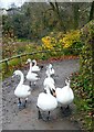 Seven swans a'marching, Capstone Country Park, Gillingham in ME7 3EX