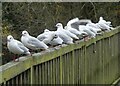 Black headed gulls, Capstone Country Park, Gillingham in ME7 3EX