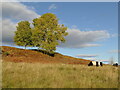 Belted Galloway cattle in IV63 6XS