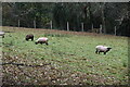 Sheep grazing in TN21 0TF