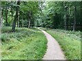 Cycle trail in Blackwood Forest in SO21 3BQ