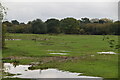 Geese, Eastbrookend Country Park in RM7 0SS
