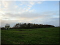 Silos and plantation near Cropwell Butler in Cropwell Butler