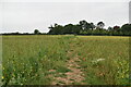 Footpath across field in RG9 4PS