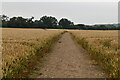 Footpath through wheat in RG9 4PU