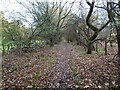 Path on the former Waveney Valley Railway line in NR35 2RU