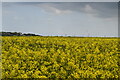 Oilseed rape in CT9 4LW