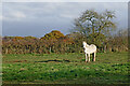 Grazing near Bishopswood in Staffordshire in ST19 9AE