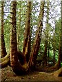 The 'Tee-Pee' Tree, Buckland Hall, nr. Bwlch in LD3 7JJ