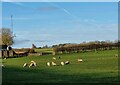 Field with sheep near Great Whittington in NE19 2HZ