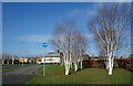 Silver Birches by the Cycleway in GU14 6FE