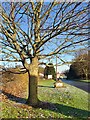 Winter tree by the village boundary sign in DN12 1PT
