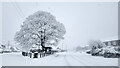 Ruardean Oak and war memorial in GL17 9XG