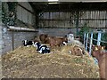 Calves sheltering from the cold, wet and snowy environment in LL28 5TN