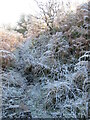 A hard frost in YO62 6NQ