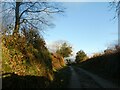 Bracken in the hedgebanks near Chaddlehanger in PL19 0LG