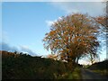 Winter sunshine on tree near Chaddlehanger in PL19 0LG