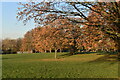 Autumnal trees, Mountsfield Park in SE13 6UG