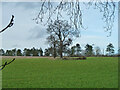 Trees in field, Fawley Bottom in RG9 6JH