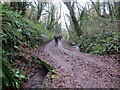 Llwybr ger Skerry House / Path near Skerry House in SA33 4NS