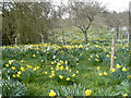 An amazing display of daffodils by The Street on the west side of Doddington in ME9 0AP