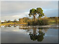 Scots pines reflected in loch, Douglas Estate in ML11 0QG