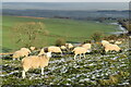 Sheep in winter sunlight above Lockerley in SO51 0JE