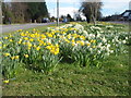 Daffodils, Uppingham Road. in LE5 2GE