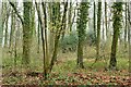 Little London: The southern edge of Ridges Copse in SP11 6JG