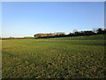 Grass field, Walton on the Wolds in LE12 8HT
