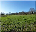 Buckwheat Field/Mud Field in TN19 7JE