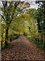 Autumn on the Derwent Walk path in NE39 1HH