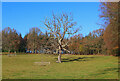 Tree near Fonthill in SP3 6TY