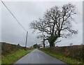 Minor road with tree in SA43 2LT