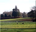 Woburn Park - Deer in front of Basin Pond in Aspley & Woburn Ward