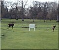 Woburn Park - Two Red Deer in the Deer Park in Aspley & Woburn Ward