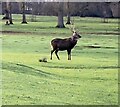 Woburn Park - Red Deer stag in Aspley & Woburn Ward